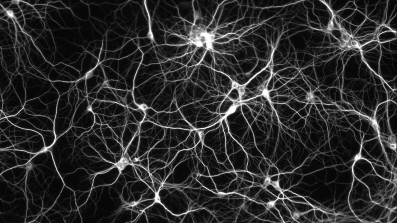 Neurons 880x495