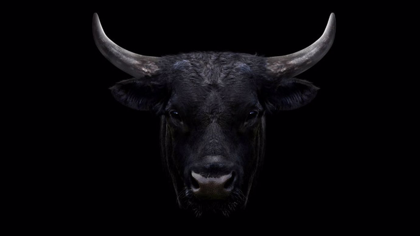 covonia bull