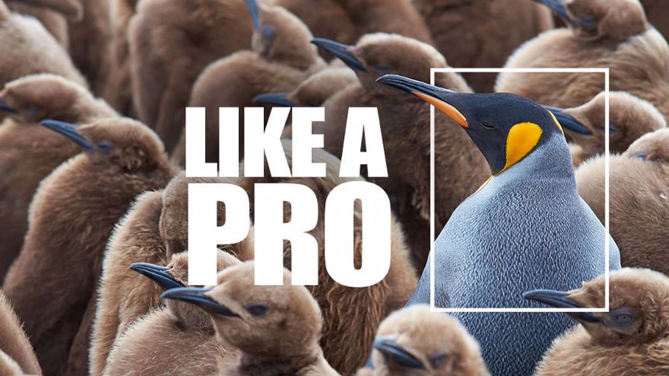 Pro Plus - like a pro header image