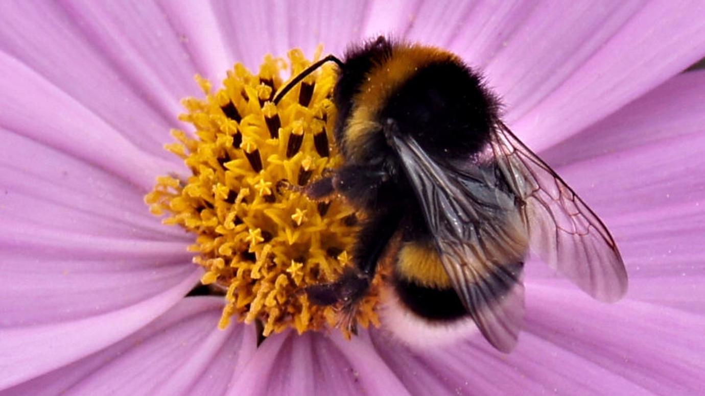 bumble bee - sustainability